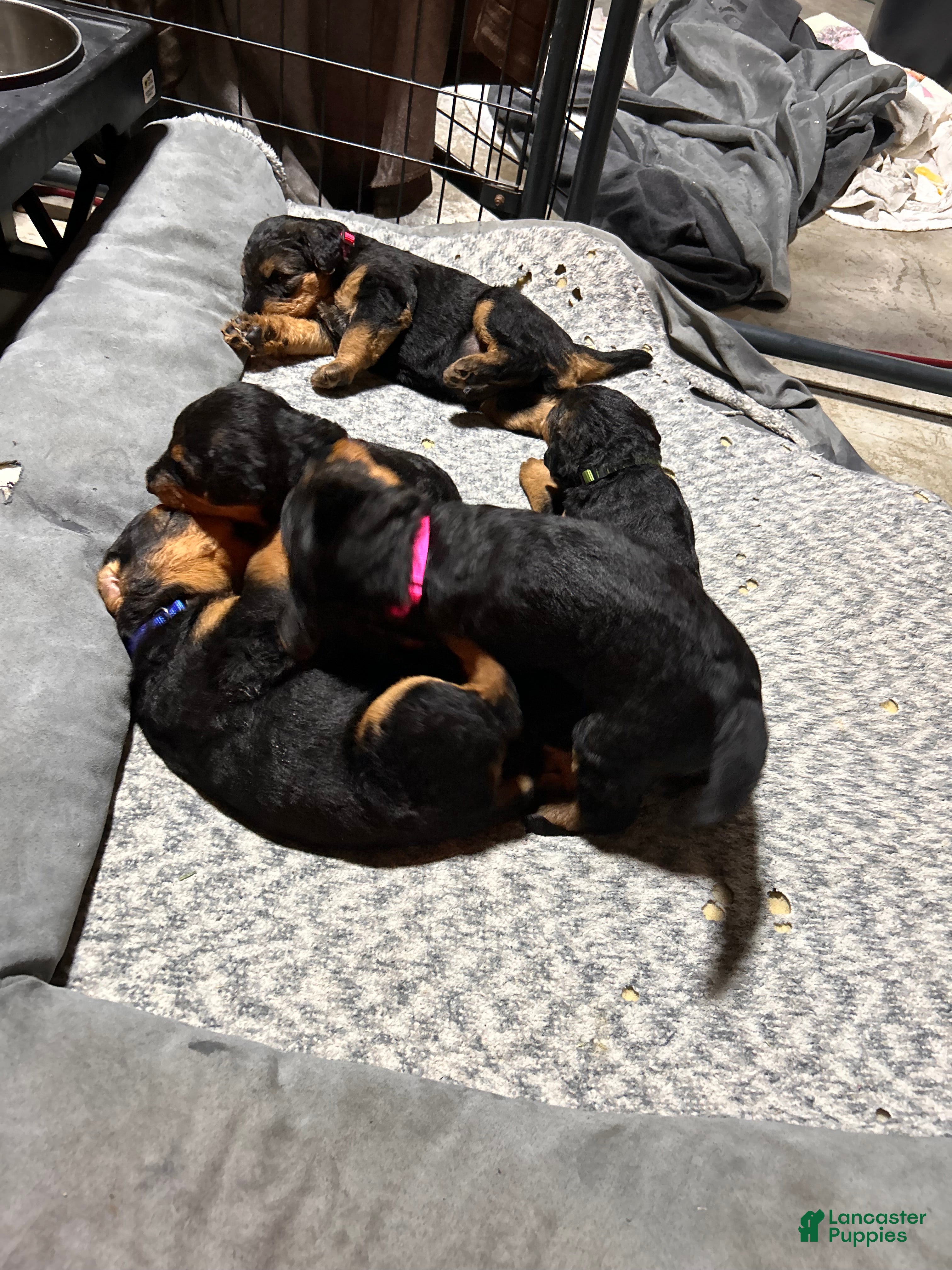 Airedale Terrier dogs Pink female - Ad 2