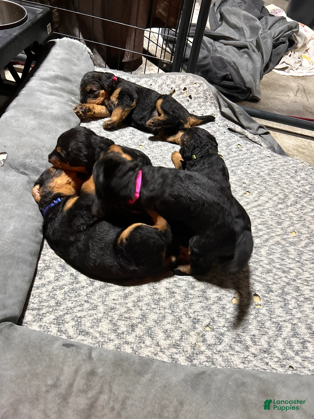 Airedale Terrier dogs for sale: Pink female - Ad 2
