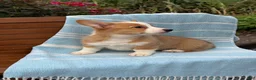 Welsh Corgi Pembroke dogs for sale: Jojo - Ad 3