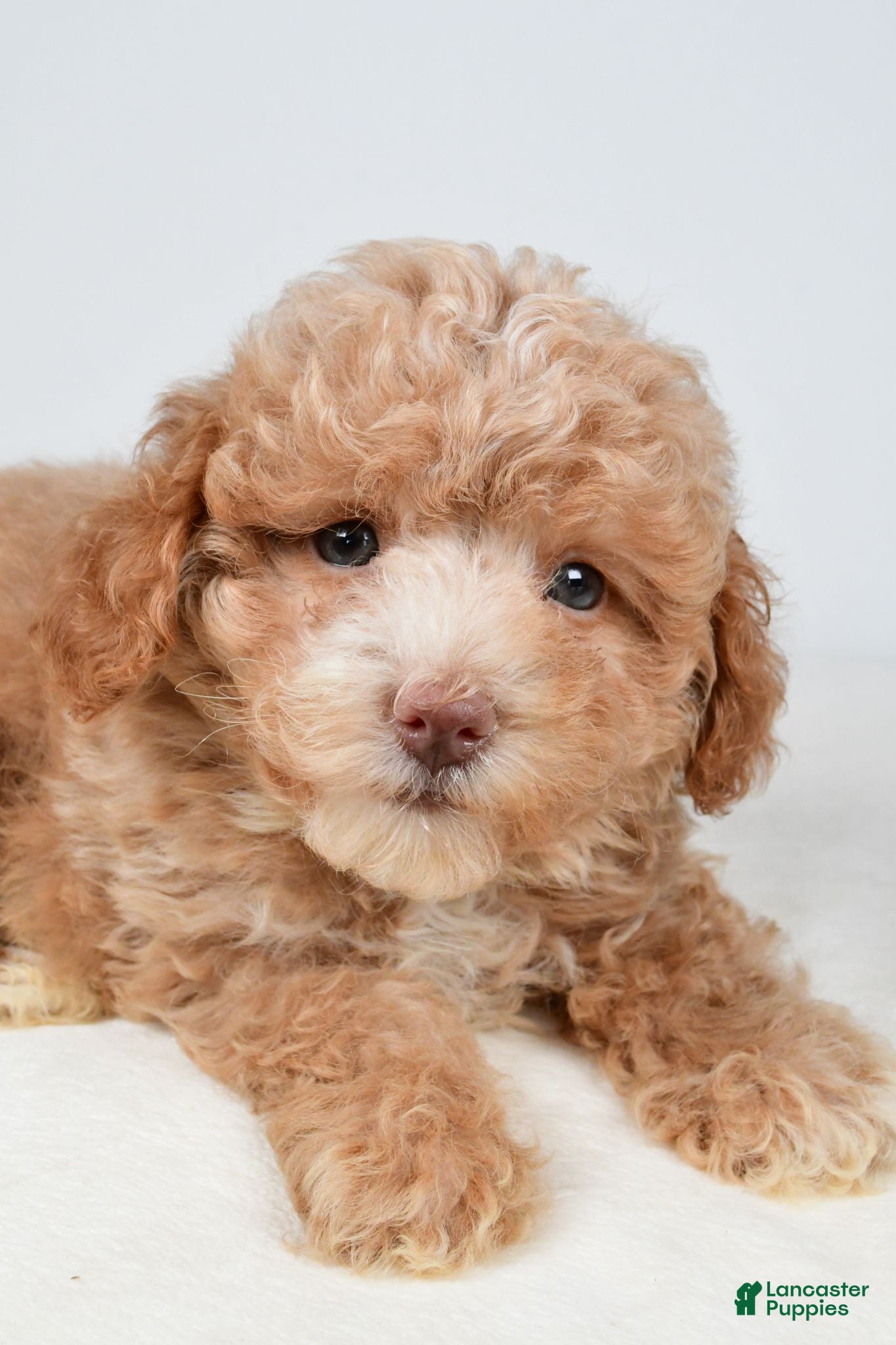 Maltipoo dogs Teddy - Ad 2