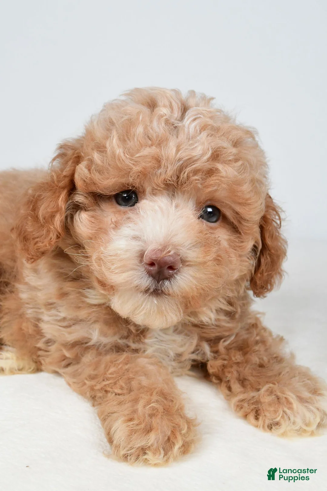 Maltipoo dogs for sale: Teddy - Ad 2