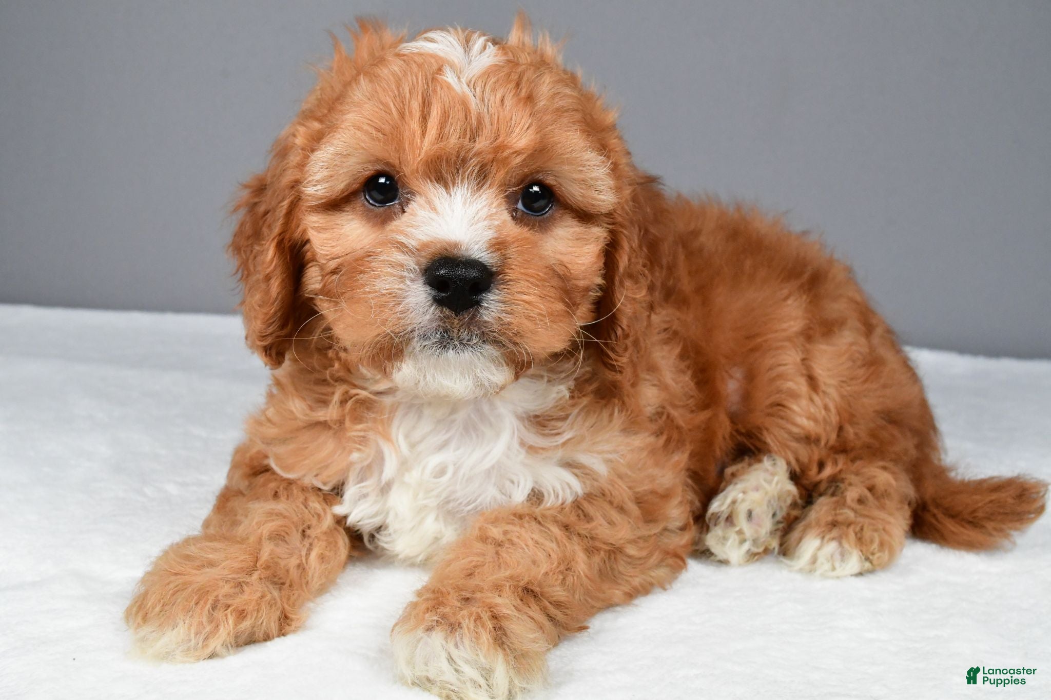Cavapoo dogs Ethan - Ad 1