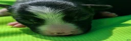 Border Collie dogs for sale: Puppy #9 - Ad 2