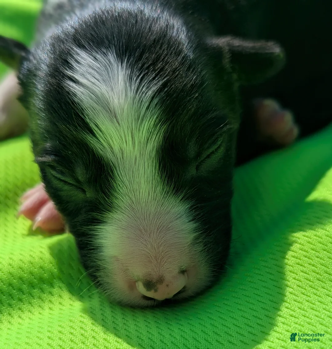 Border Collie dogs for sale: Puppy #9 - Ad 2