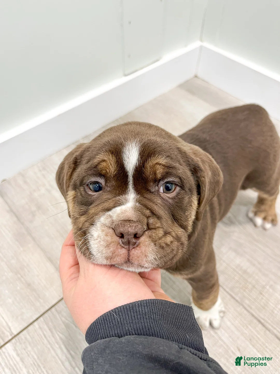 Beabull dogs for sale: Polo - Ad 7