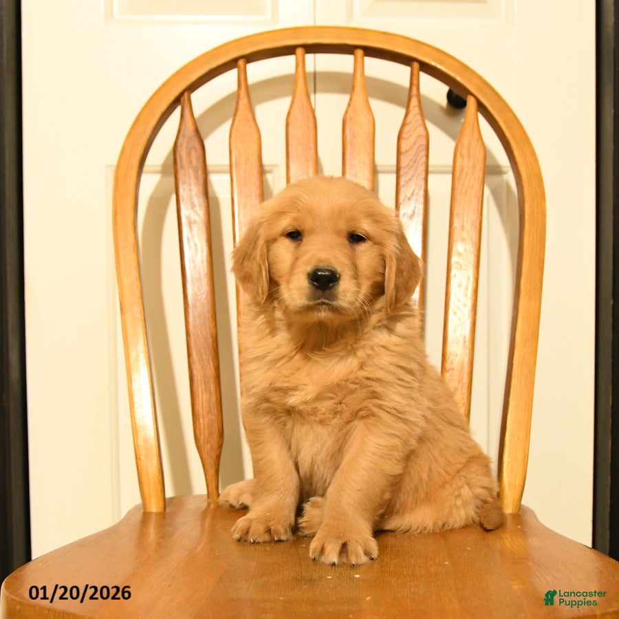 Golden Retriever dogs Butch - Ad 19