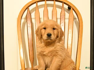 Golden Retriever dogs Butch - Ad 18