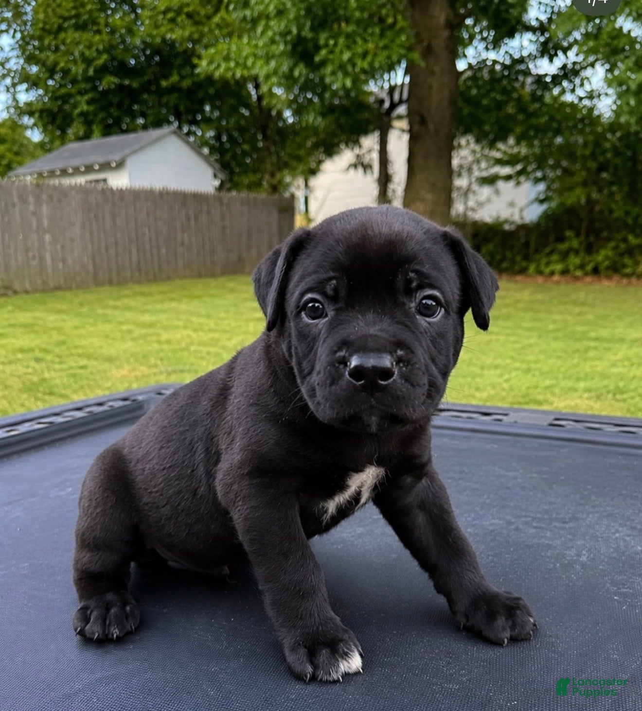 Mixed Breed dogs Mixed Breed 8 - Ad 1