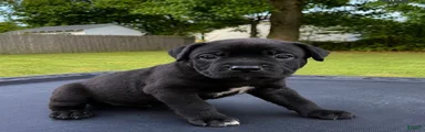 Mixed Breed 8