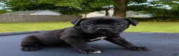 Mixed Breed dogs for sale: Mixed Breed 8 - Ad 1