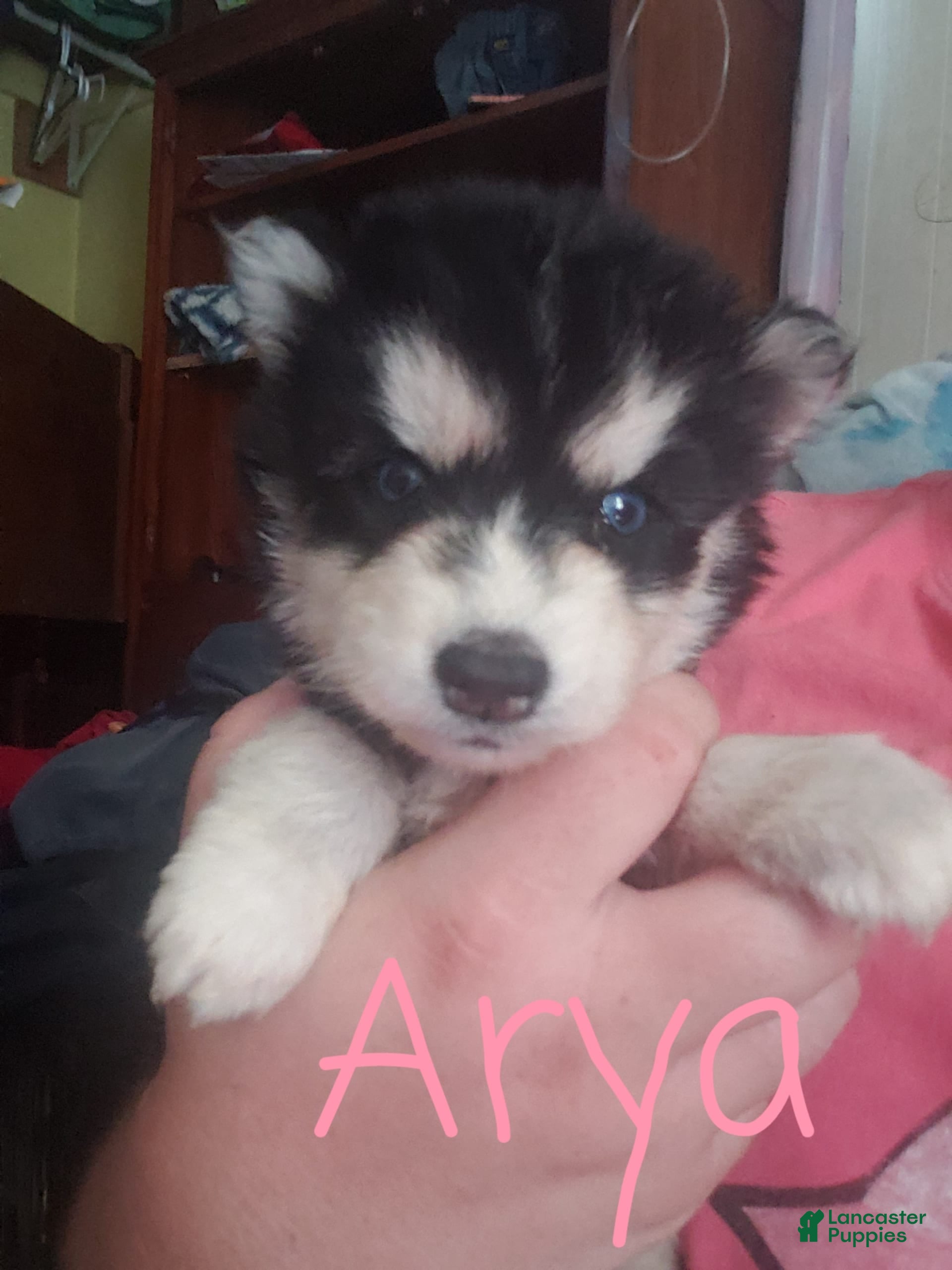 Philippines Tibetan Husky Price KuoriPomppa Pink Raincoat For Dogs - Main Image