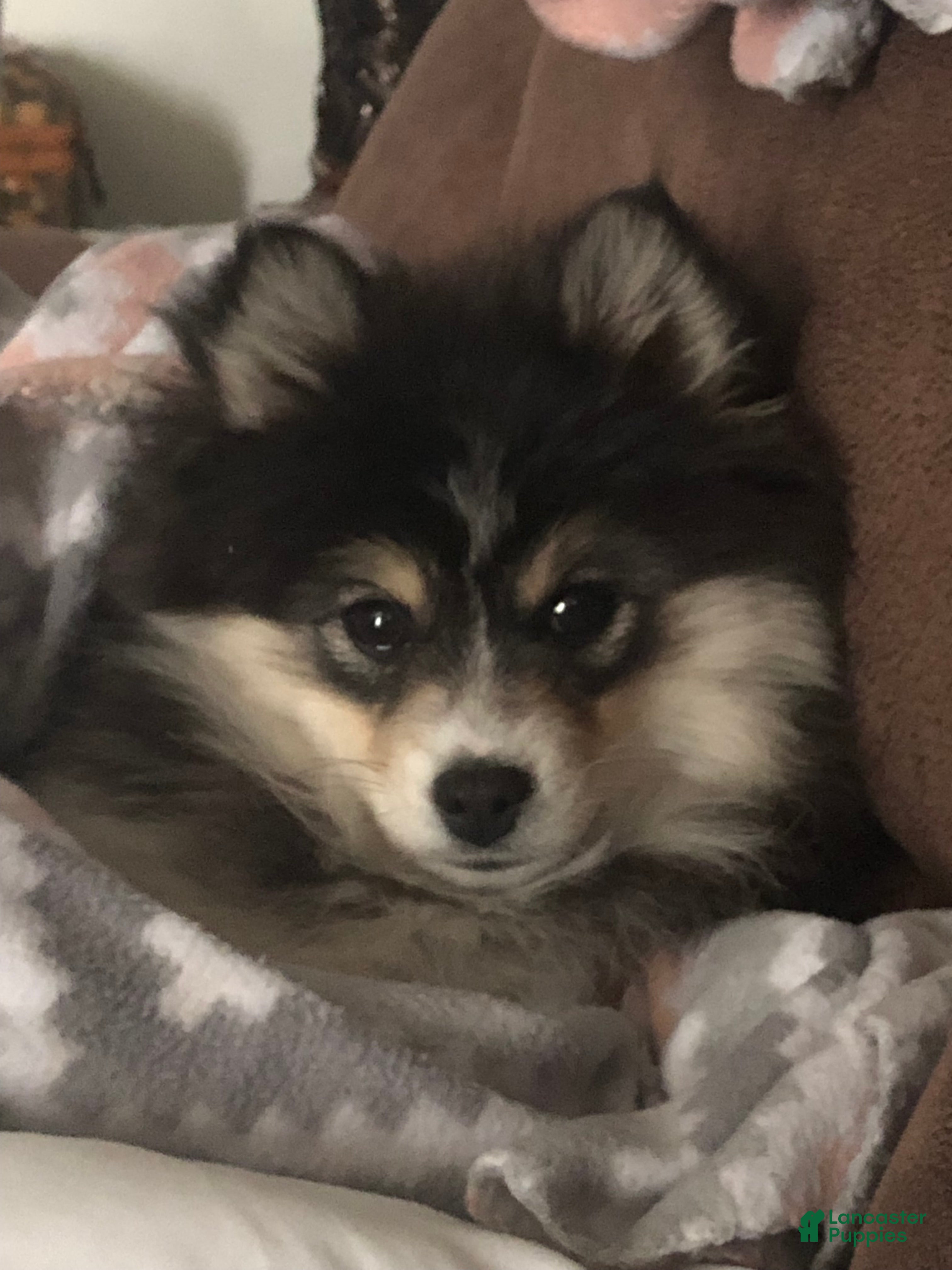 Pomeranian dogs Pomeranian Pomski - Ad 28