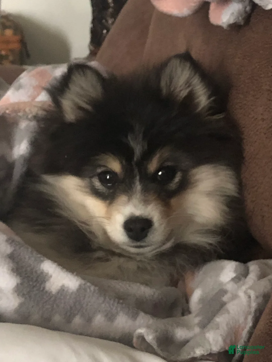 Pomeranian dogs for sale: Pomeranian Pomski - Ad 1