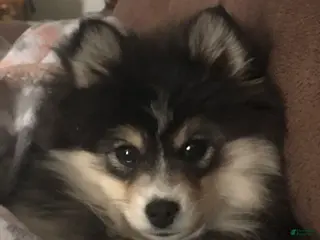 Pomeranian dogs Pomeranian Pomski - Ad 28