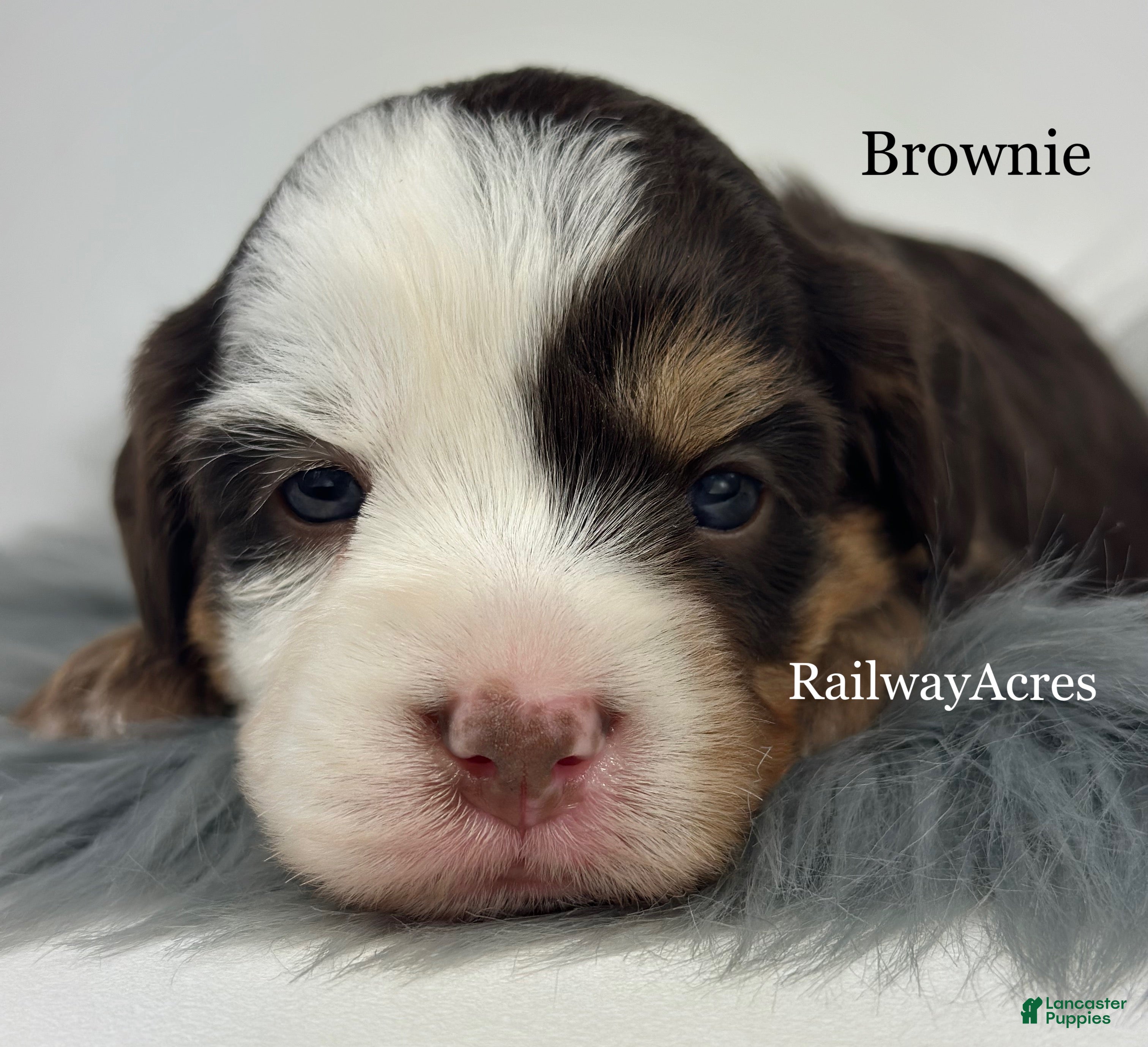 Mini Bernedoodle dogs Brownie - Ad 36
