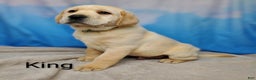 Labrador Retriever dogs for sale: Lance - Ad 9