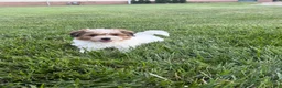 Teddy Bear dogs for sale: Judah - Ad 6