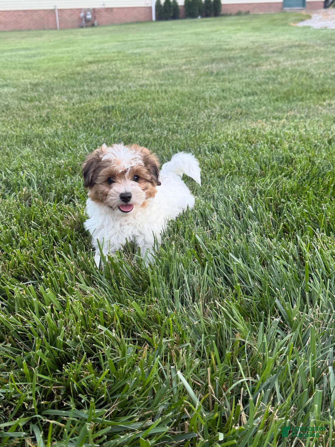 Teddy Bear dogs for sale: Judah - Ad 6
