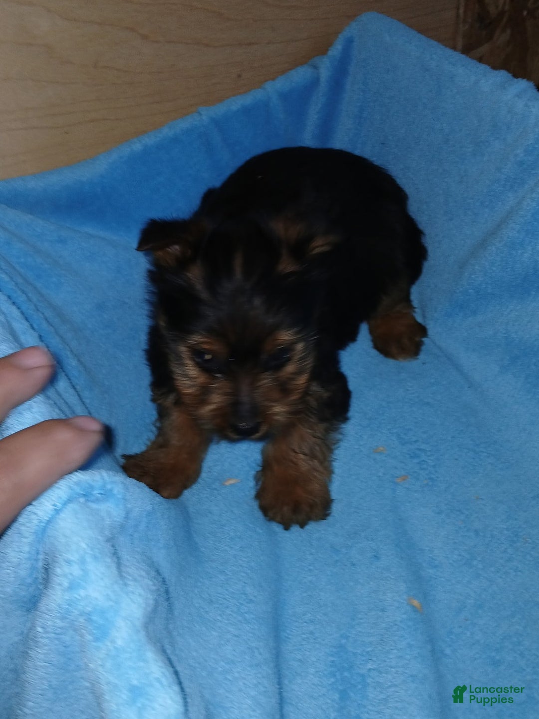 Yorkshire Terrier dogs for sale: Brandon - Ad 3