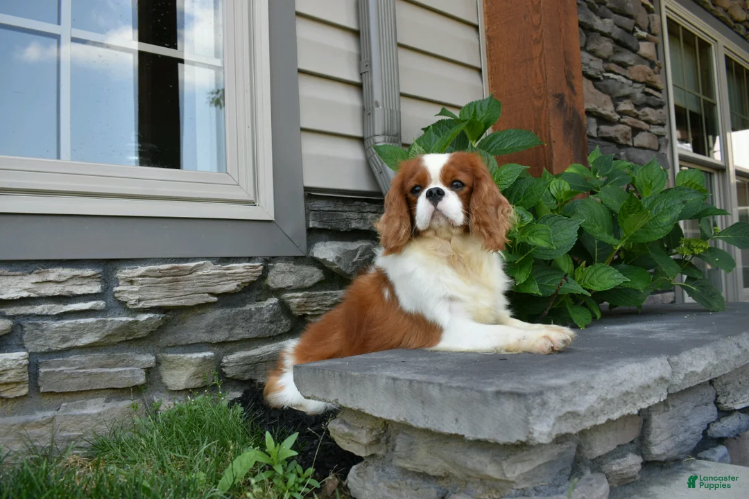 Cavapoo dogs for sale: Betsy  - Ad 5