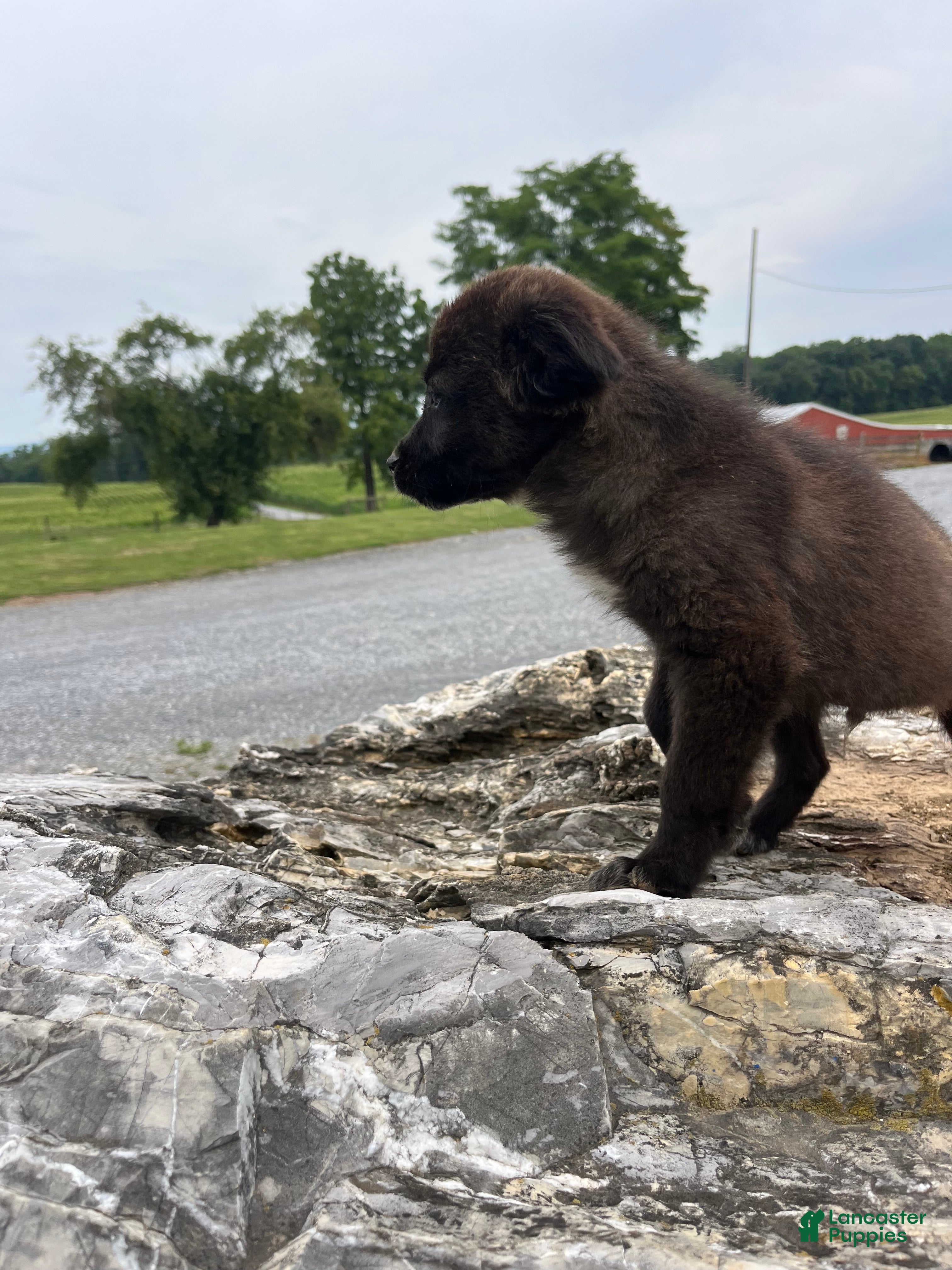Mixed Breed dogs Mixed Breed 3 - Ad 40
