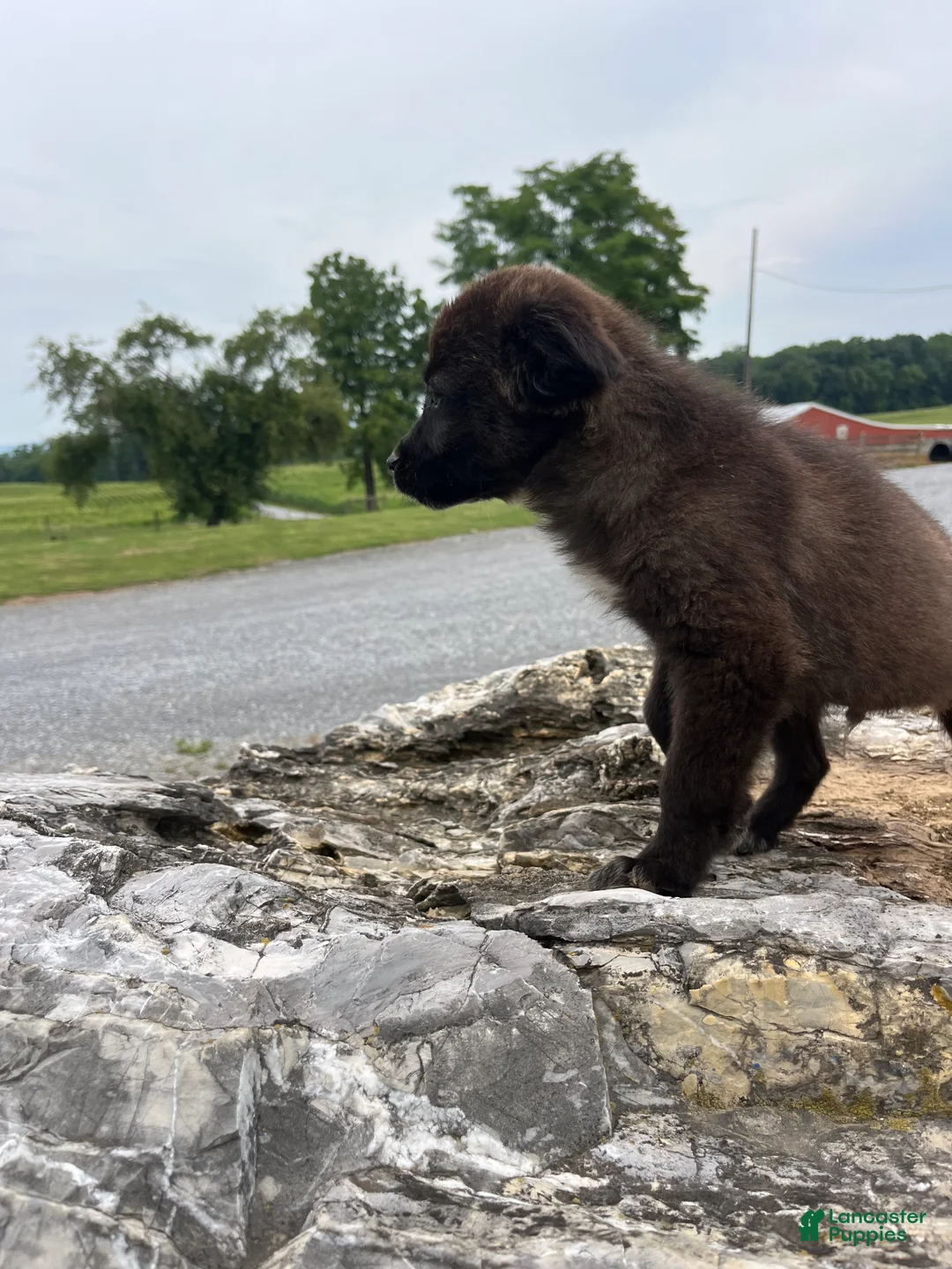 Mixed Breed dogs for sale: Mixed Breed 3 - Ad 1