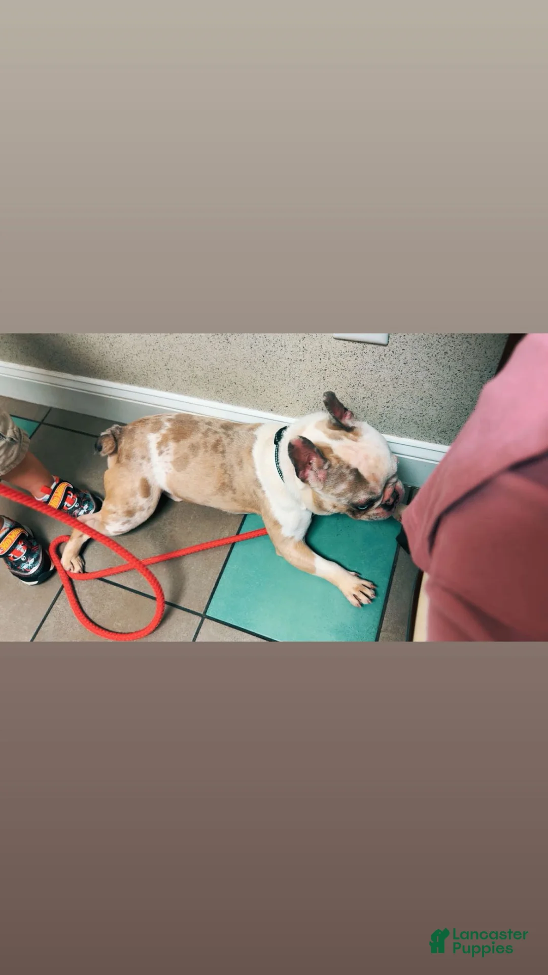 French Bulldog dogs for sale: French Bulldog Puppy 1 - Ad 8