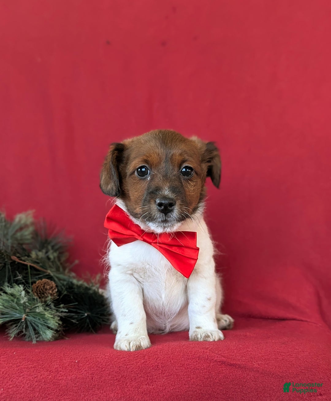 Jackapoo dogs for sale: Baxter - Ad 2