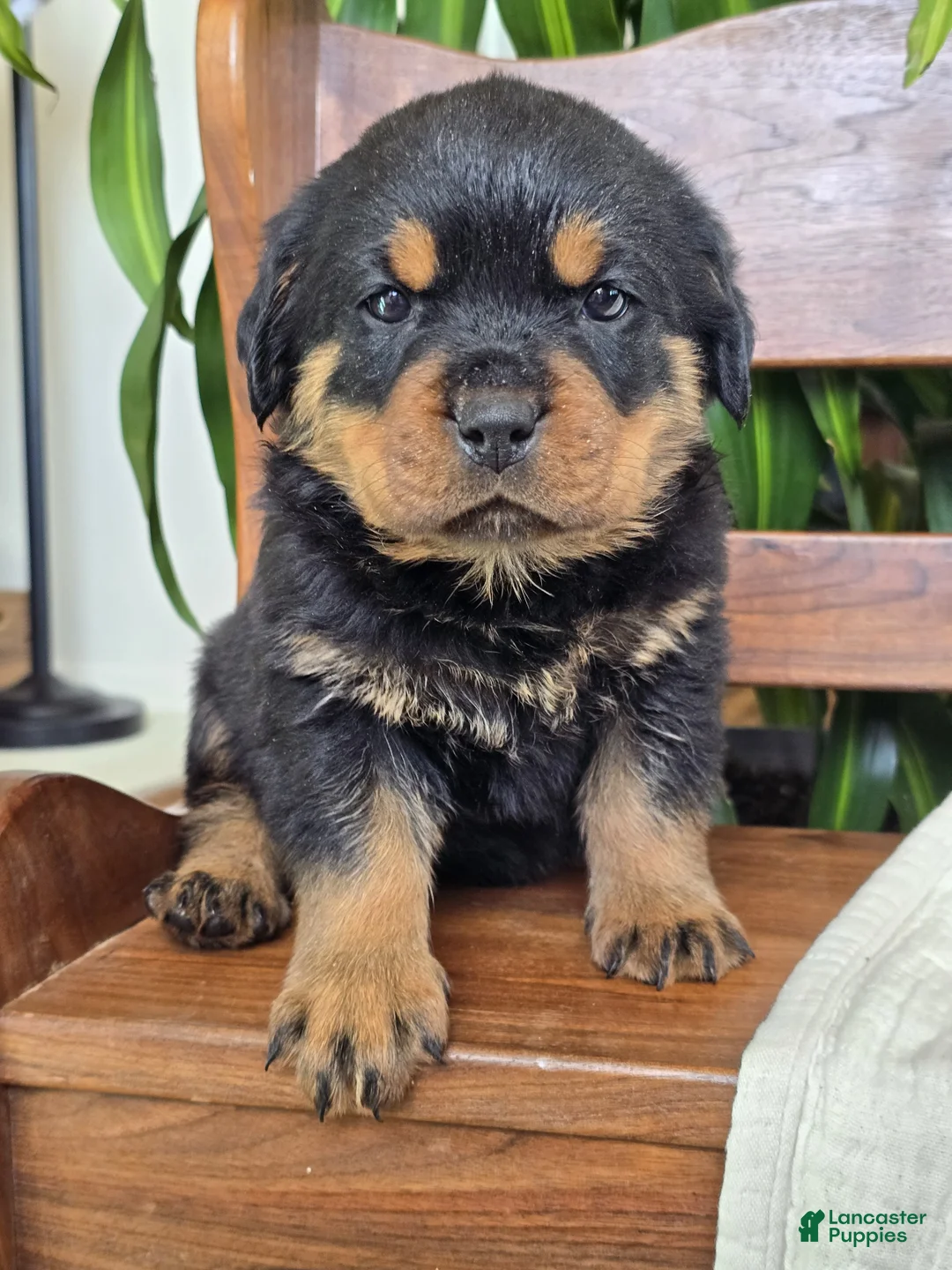Rottweiler dogs for sale: Dakota - Ad 4