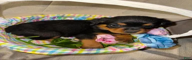 Rottweiler Puppy 2