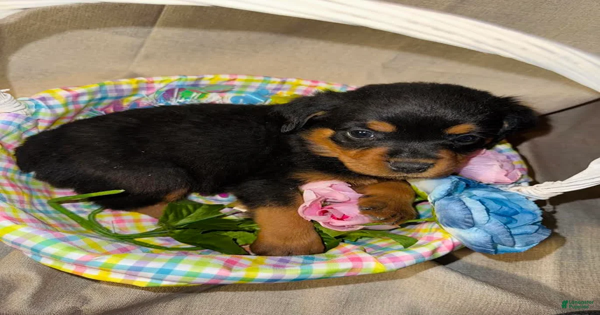 Rottweiler Puppy 2 Rottweiler for sale in Allentown | Lancaster Puppies