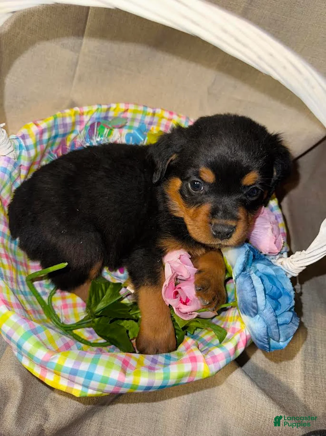 Rottweiler dogs for sale: Rottweiler Puppy 2 - Ad 1