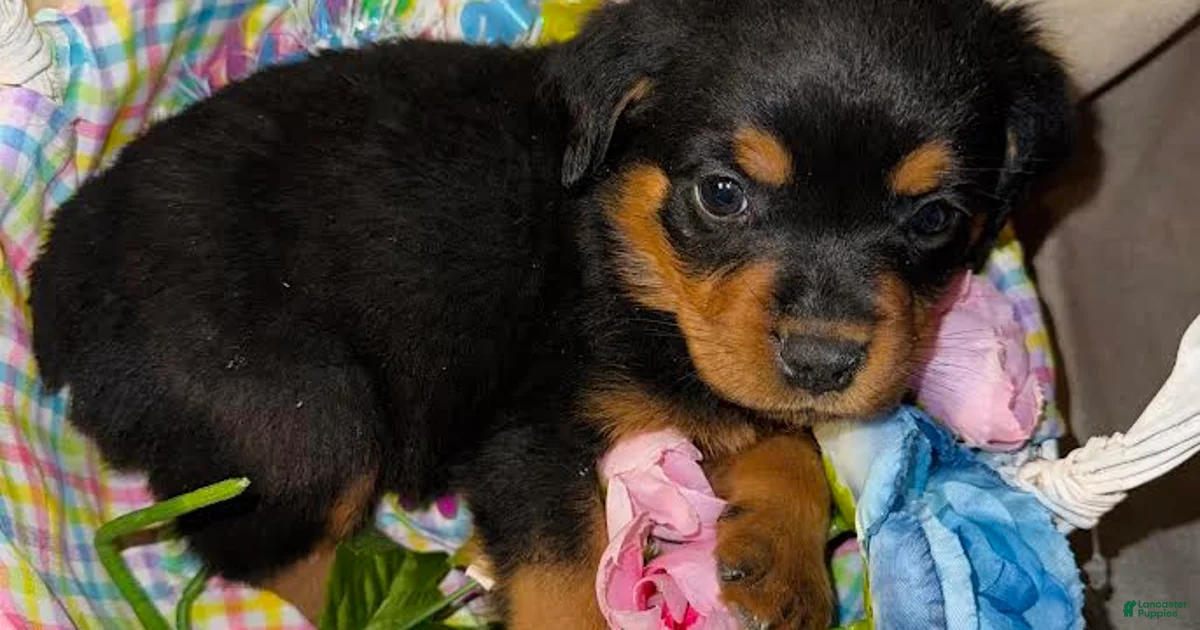 Rottweiler Puppy 2 Rottweiler for sale in Allentown | Lancaster Puppies