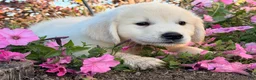 Golden Retriever dogs for sale: Benny  - Ad 2