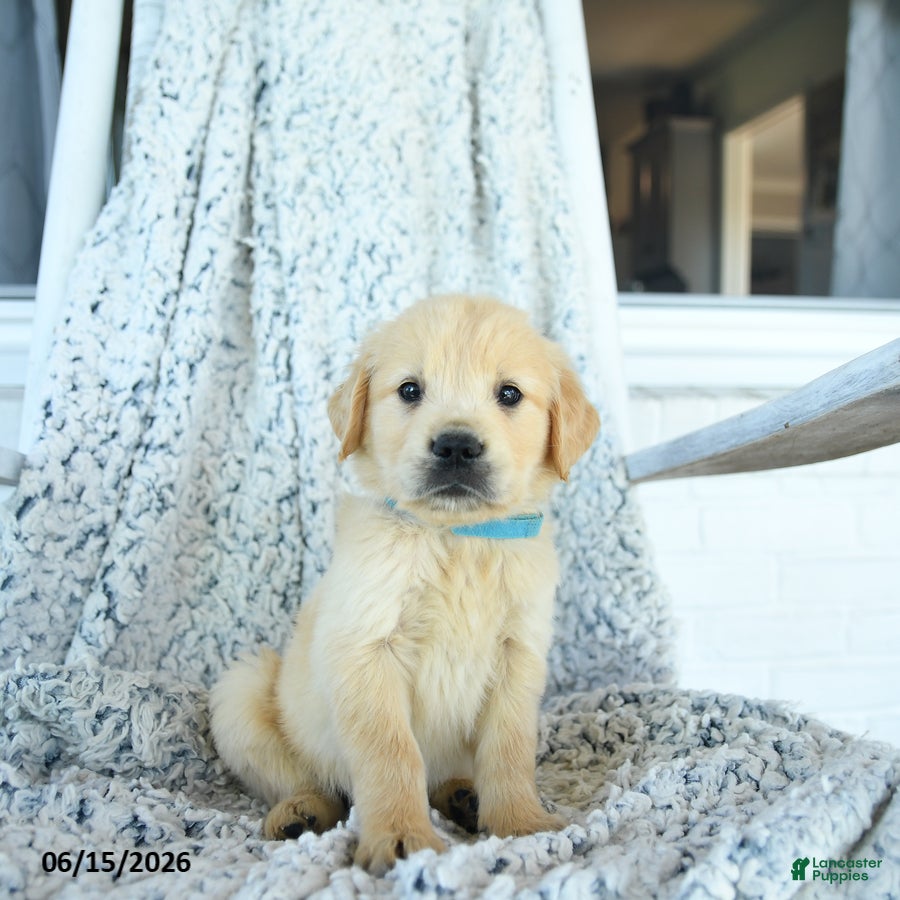 Golden Retriever dogs Gus - Ad 1