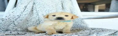 Gus