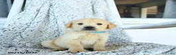 Golden Retriever dogs for sale: Gus - Ad 1