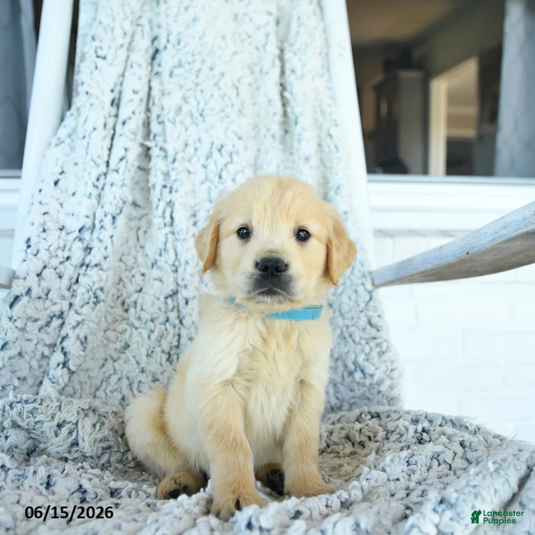 Golden Retriever dogs for sale: Gus - Ad 1