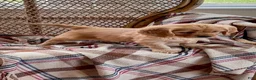 Miniature Golden Retriever dogs for sale: Max - Ad 2