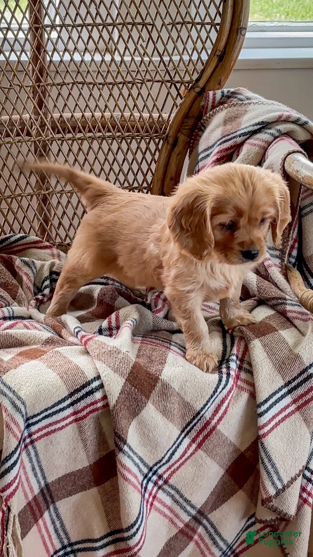 Miniature Golden Retriever dogs for sale: Max - Ad 2