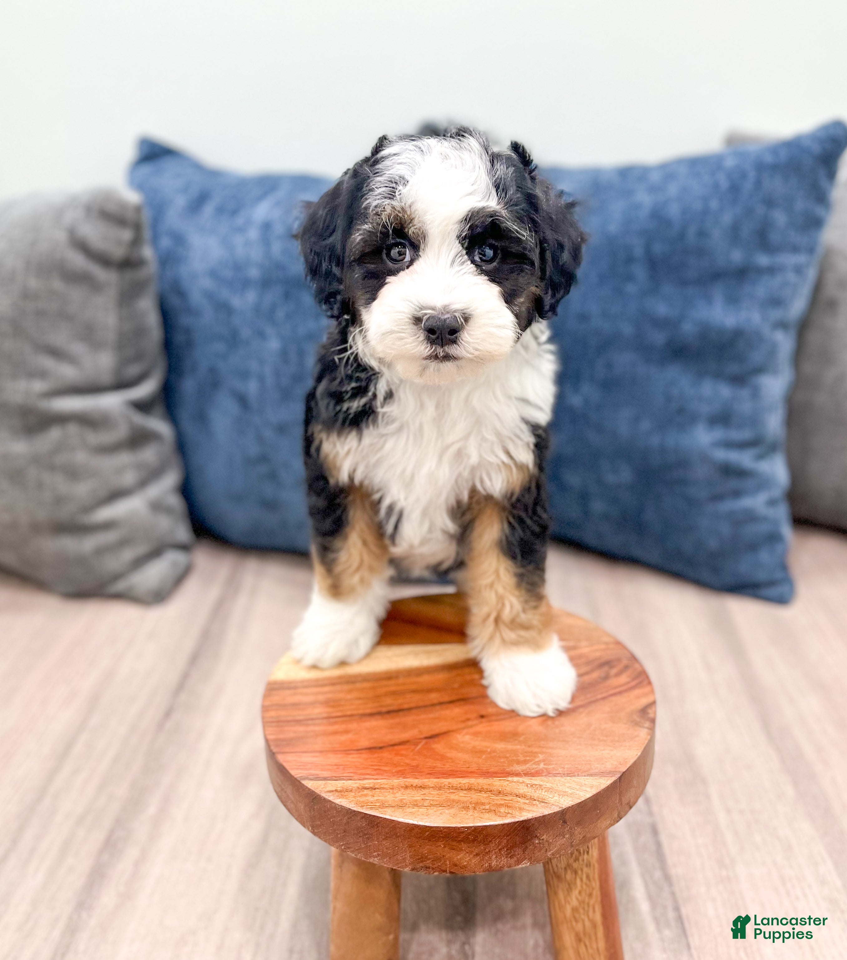 Mini Sheepadoodle dogs Jessabelle - Ad 2