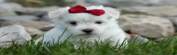 Maltese dogs for sale: MURPHY - Ad 10