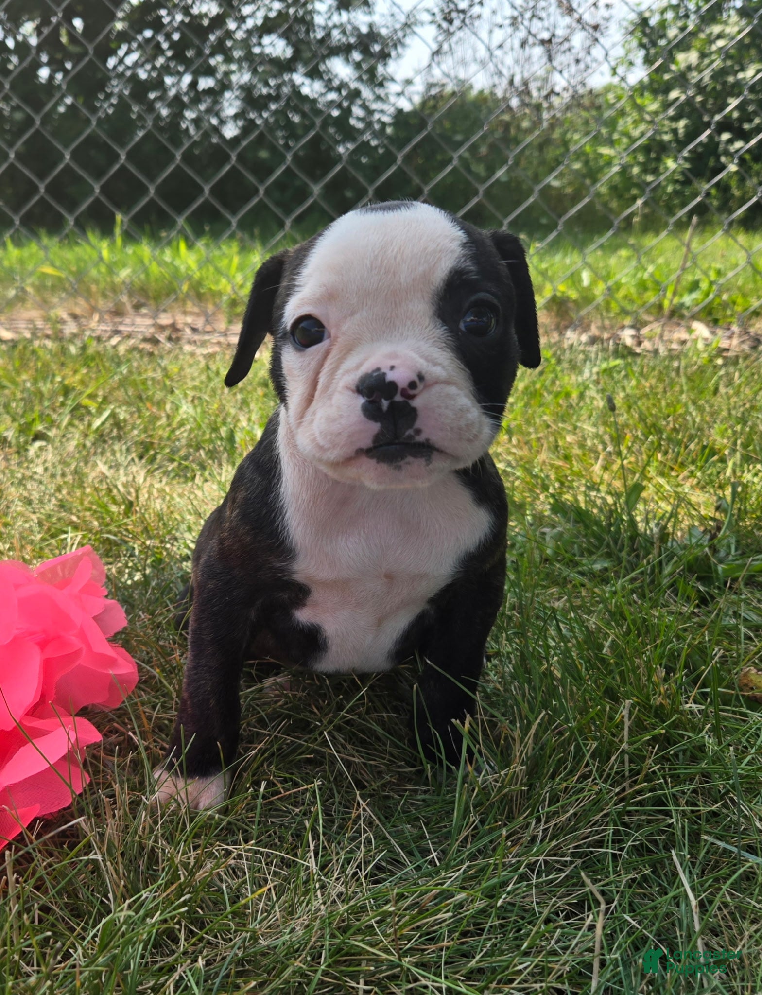 Olde English Bulldogge dogs Margaret - Ad 1
