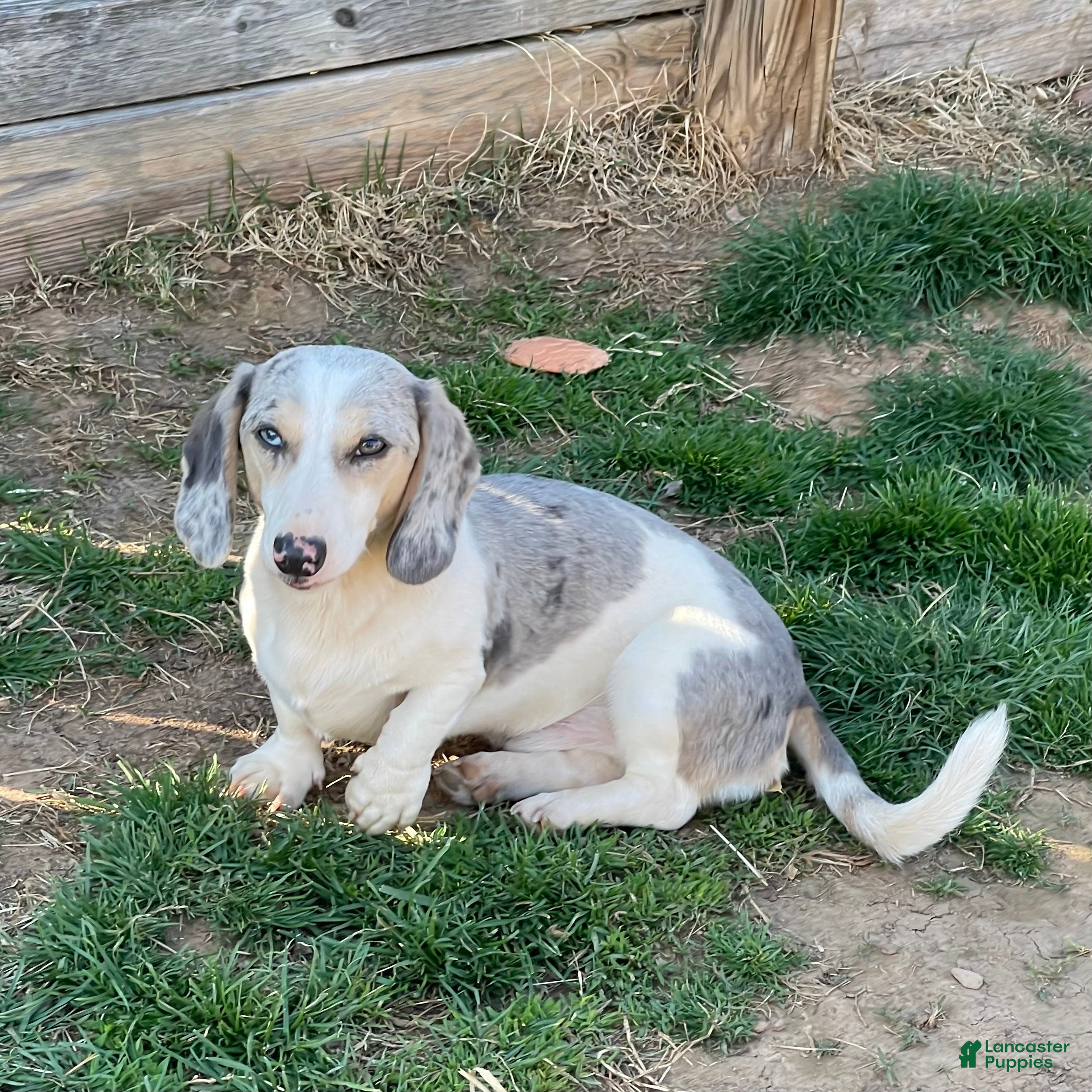 Miniature Dachshund dogs Tubbs - Ad 1