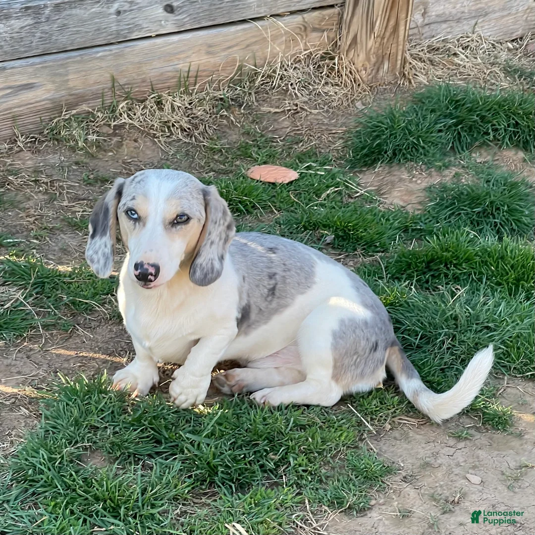 Miniature Dachshund dogs for sale: Tubbs - Ad 1