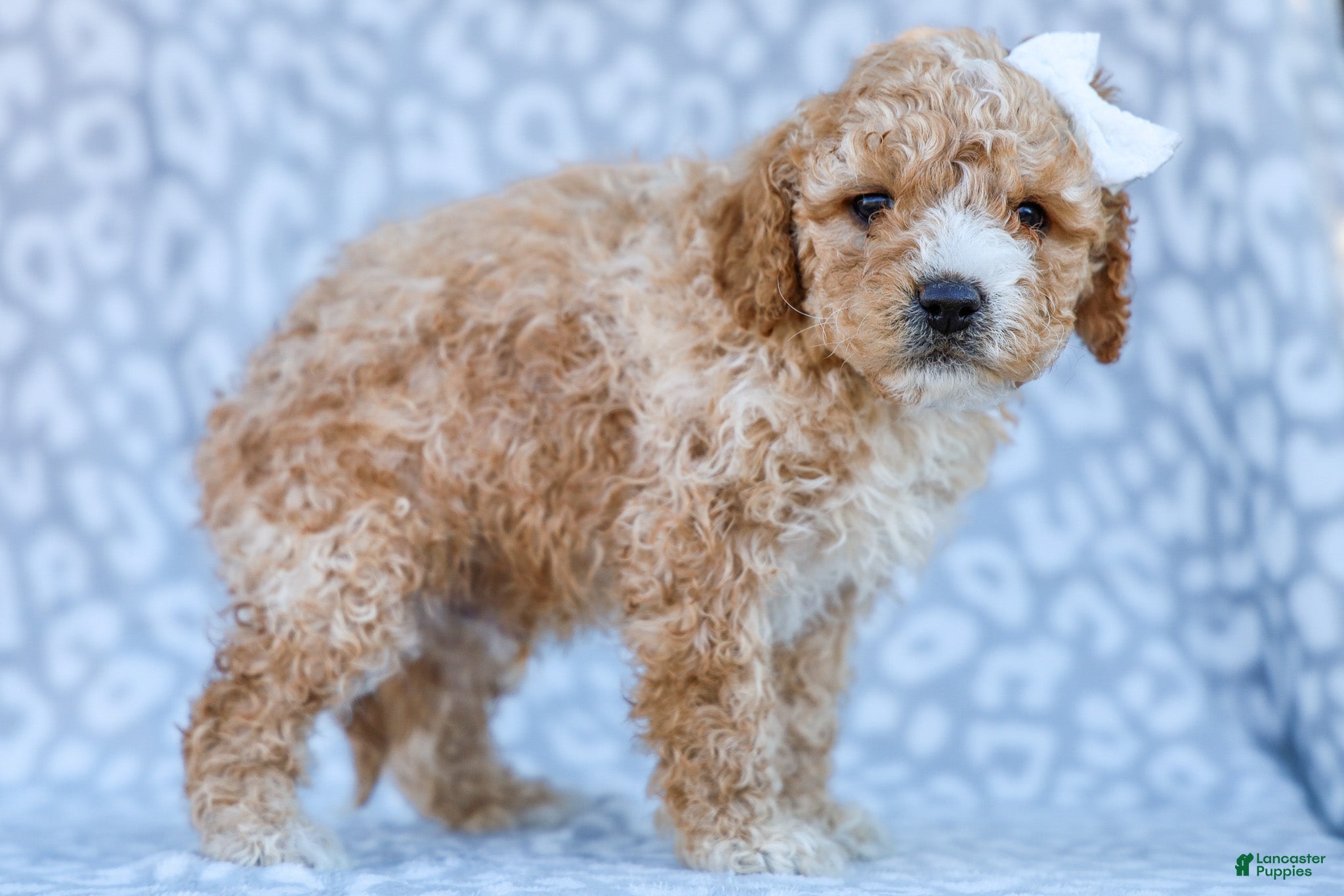 Cavapoo dogs Avery - Ad 14