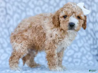 Cavapoo dogs Avery - Ad 14