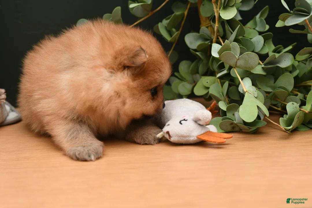 Pomeranian dogs for sale: Leo - Ad 3