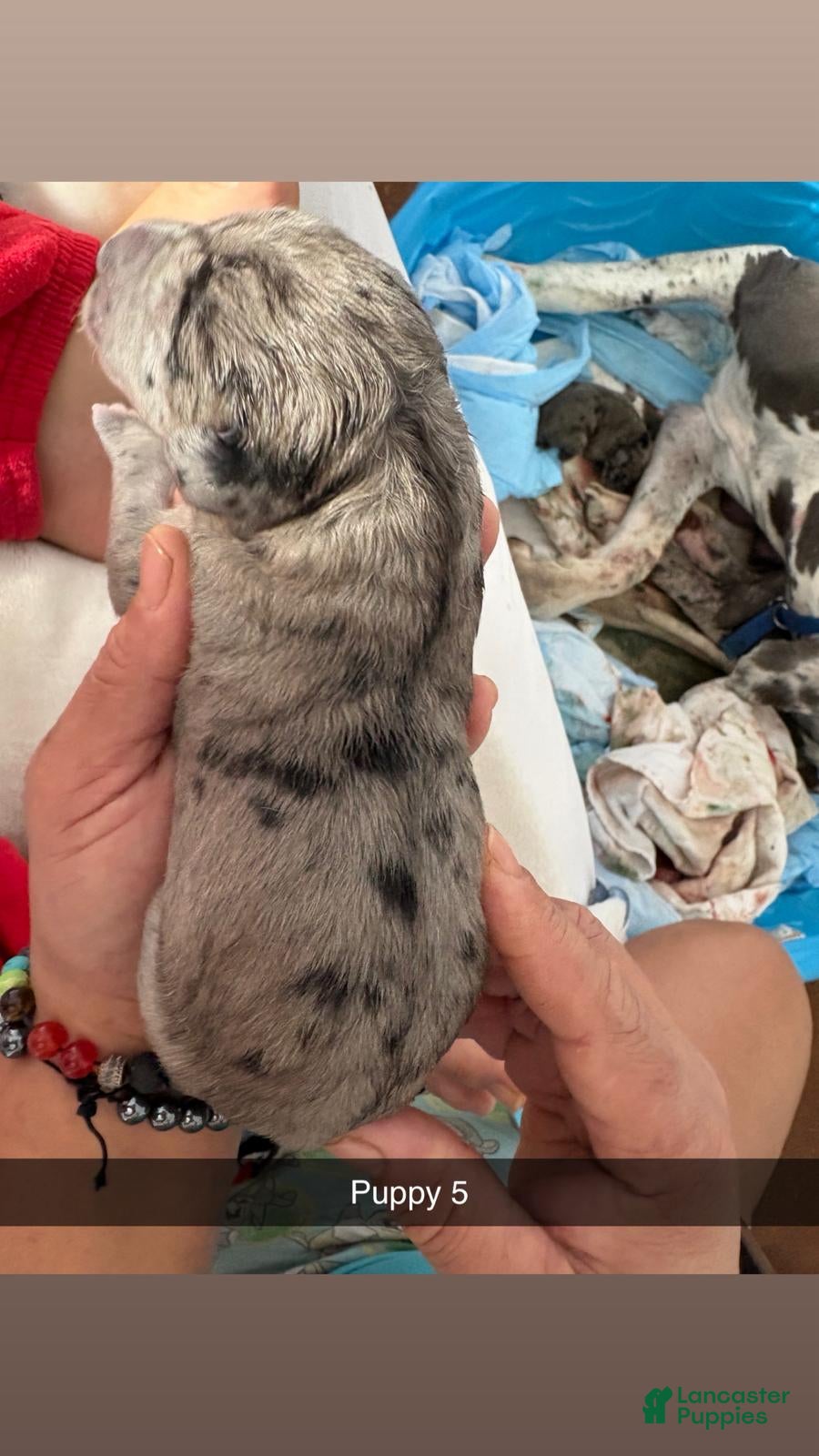 Great Dane dogs Great Dane Puppy 4 - Ad 9