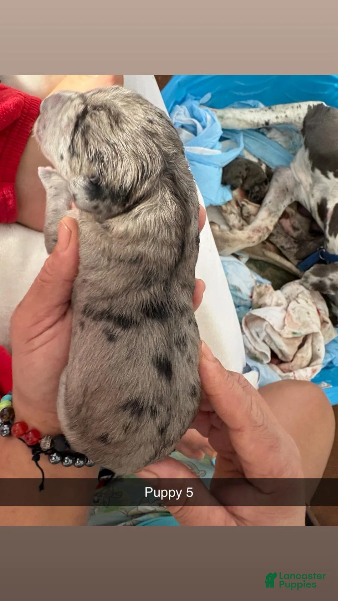 Great Dane dogs for sale: Great Dane Puppy 4 - Ad 1